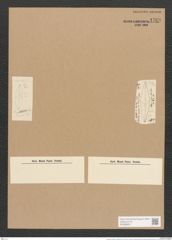 Stauroneis anceps var. sibirica Grun. (de-Toni-Nr.: Genus 6, Species 902) Zeichnungen Sammlung Grunow Nr. 1768 (NHMW-BOT-W0368658)